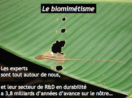 Formation biomimétisme - uTOP
