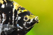 Visuel de la manifestation