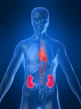 Recherche cardio-rénale