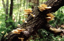 symbiose arbre/champignon