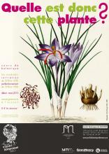 Cours de botanique / perfectionnement : la flore prairiale