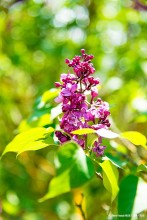 La plante du mois de mai : Syringa vulgaris L. ‘Maréchal de Bassompierre’ : La plante du mois de mai : Syringa vulgaris L. ‘Maréchal de Bassompierre’