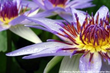 Nymphaea colorata,  le nénuphar bleu