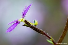Stylidium debile Jardin botanique Nancy
