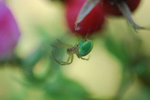 Cours d’initiation à la macrophotographie au jardin botanique Jean-Marie Pelt 28 mai 2016