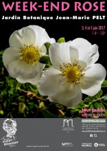 Week-end Rose