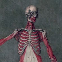 Planche issue du cours d'anatomie de Nicolas Jadelot, 1773, Documents Patrimoniaux - Université de Lorraine