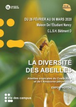 La diversité des abeilles