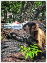 "Le poumon de la nature" - Nelly Magloire