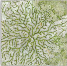 Epiclay : des murs végétalisés