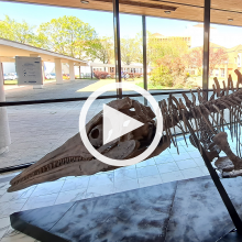 expo "Ancient Sea Monsters" à la BU Ingénieurs Brabois expo "Ancient Sea Monsters" à la BU Ingénieurs Brabois