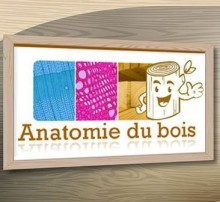 Anatomie du bois >