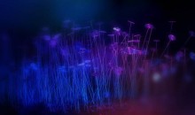 Nuit européenne des Musées au jardin botanique jean-marie pelt