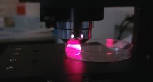 Phitovivo 
