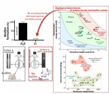 Classification de polysaccharides bactériens capsulaires selon leur activité anti-biofilm en fonction de leurs propriétés électrocinétiques et viscosimétriques