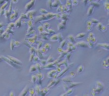 Des cellules vues au microscope