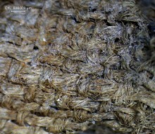 Textile médiéval - Vue à la loupe binoculaire