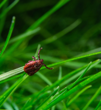 Une tique perchée sur un bri nd'herbe