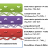 Les chercheurs utilisent des couches de polyélectrolytes comme colle entre des couches d'alginate renfermant les cellules souches.