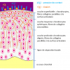 Le cartilage est composé de plusieurs strates.