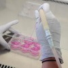Des cellules souches en culture dans l'alginate.