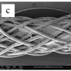 La prolifération de cellules sur une matrice de support.