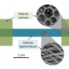 Schéma du continuum entre matrices osseuses et ligamenteuses.