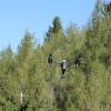 Drone en opération en milieu forestier Drone en opération en milieu forestier