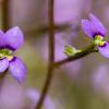 Stylidium debile Jardin botanique Nancy