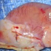 Cœur de rat revêtu d'une membrane en chitosane sur sa partie inférieure gauche Cœur de rat revêtu d'une membrane en chitosane sur sa partie inférieure gauche