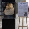Fossile d'une mère ichtyosaure avec ses embryons Fossile d'une mère ichtyosaure avec ses embryons