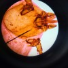Observation de parasites au Muséum Aquarium de Nancy