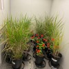 Miscanthus x giganteus Miscanthus x giganteus