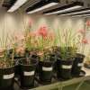 Miscanthus x giganteus Miscanthus x giganteus
