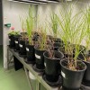 Miscanthus x giganteus Miscanthus x giganteus
