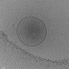 Figure 3. Image d’une vésicule extracellulaire obtenue par cryomicroscopie électronique.