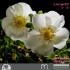 Week-end Rose
