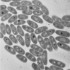 Un biofilm colonisant un filtre de traitement d'eau souterraine