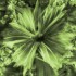 Diatomées disposées en "fleur" à la surface d'une pâte pure de ciment immergées dans la Moselle Diatomées disposées en "fleur" à la surface d'une pâte pure de ciment immergées dans la Moselle