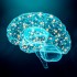 Neurosciences cognitives Neurosciences cognitives