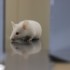 Evaluation du niveau de l’anxiété de la souris au moyen d’un labyrinthe en croix surélevé Crédit photo : Janelle Menut