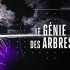 Un arbre et son système racinaire, avec mention du titre : "Le Génie des Arbres"
