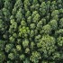 foret forêt